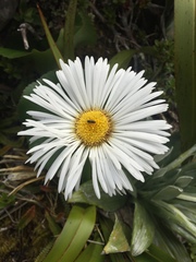 Celmisia semicordata