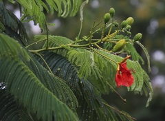 Delonix regia