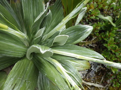 Celmisia semicordata