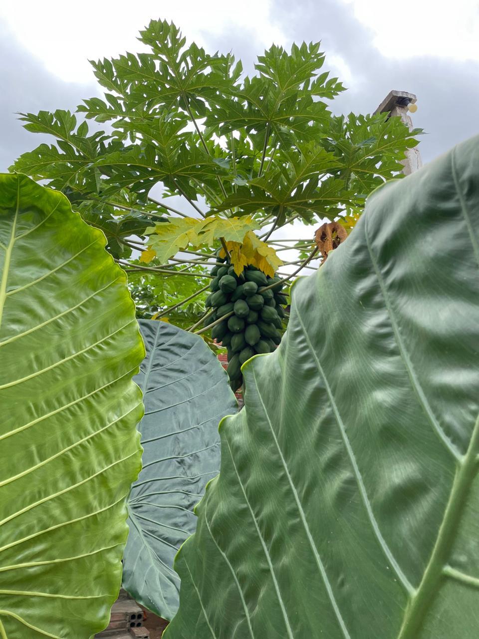 Carica papaya