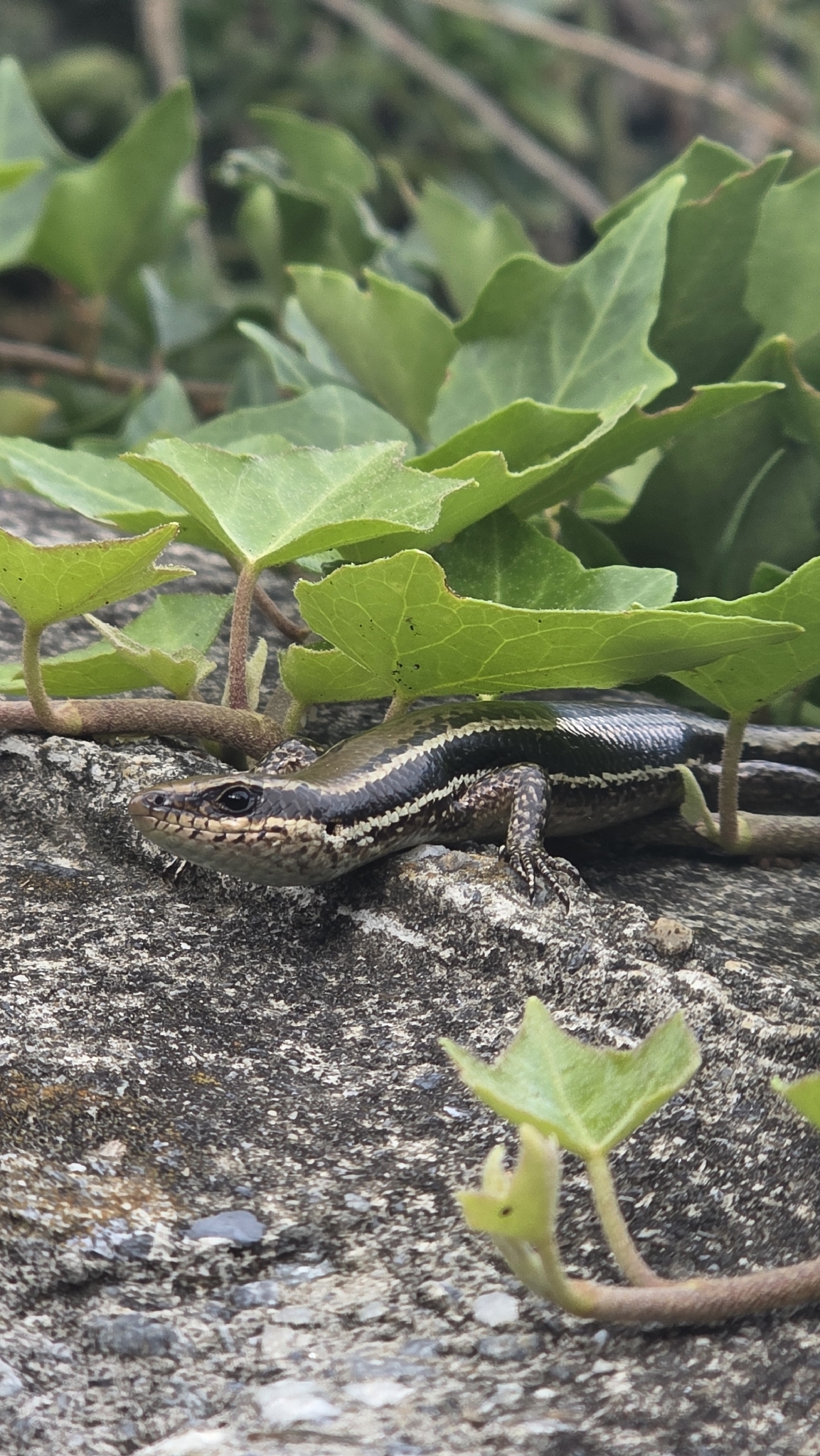 Venezuelan Mountain Skink photo 4