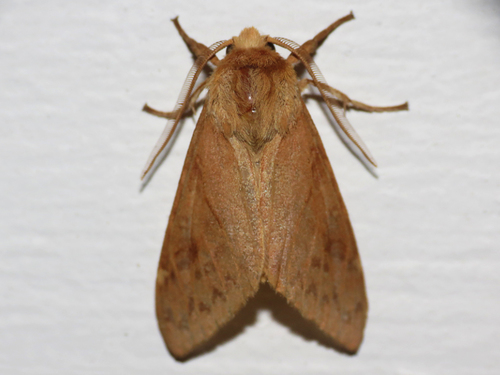 Lophocampa indistincta Barnes & McDunnough, 1910