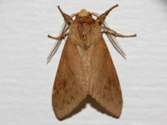 Lophocampa indistincta