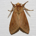 Lophocampa indistincta - Photo (c) C. Mallory, some rights reserved (CC BY-NC), uploaded by C. Mallory