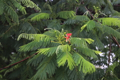 Delonix regia