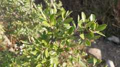 Hesperomeles obtusifolia