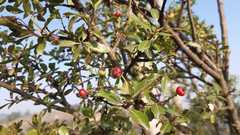 Hesperomeles obtusifolia