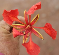 Delonix regia