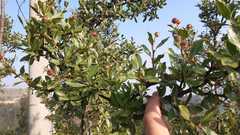 Hesperomeles obtusifolia