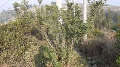 Hesperomeles obtusifolia