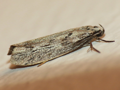 Ethmia discostrigella