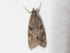 Eudonia rectilinea