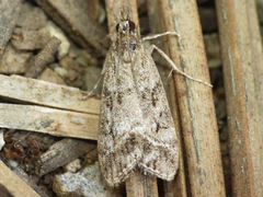 Eudonia rectilinea