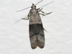 Vitula insula