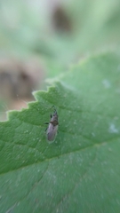 Oxycarenus hyalinipennis