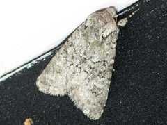 Lacinipolia strigicollis