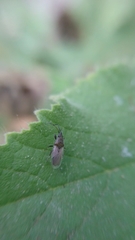 Oxycarenus hyalinipennis