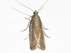 Phycitodes mucidella
