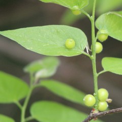 Celticecis oviformis