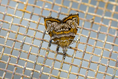 Choreutis periploca