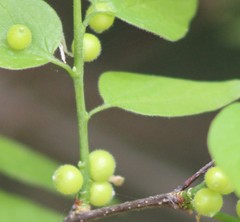 Celticecis oviformis