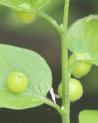 Celticecis oviformis