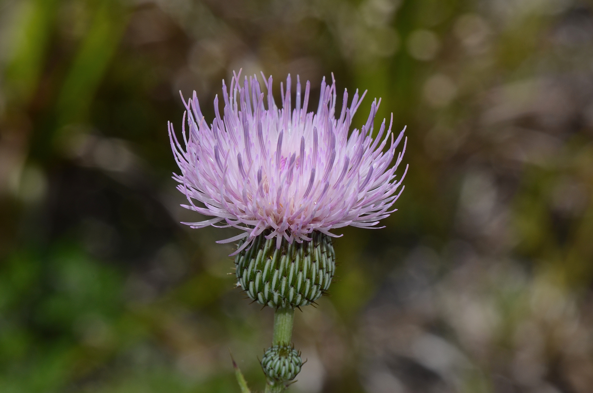 Cirsium nuttallii