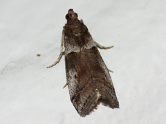 Acrobasis comptella