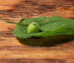 Celticecis oviformis