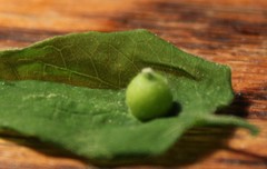 Celticecis oviformis