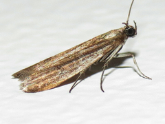 Phycitodes mucidella