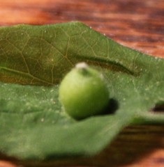 Celticecis oviformis