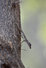 Anolis argenteolus