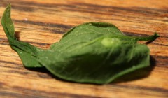 Celticecis oviformis