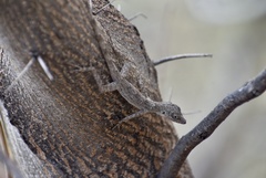 Anolis argenteolus