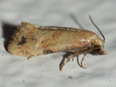 Platphalonidia