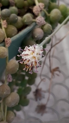 Curio rowleyanus
