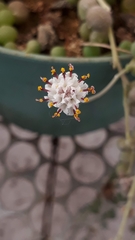 Curio rowleyanus