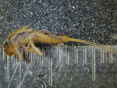 Leptophlebia