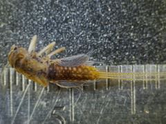 Leptophlebia