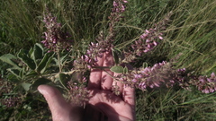 Pseudarthria hookeri hookeri