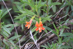 Diplacus × australis
