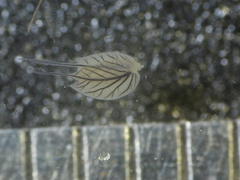 Leptophlebia