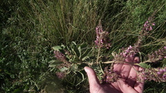 Pseudarthria hookeri hookeri