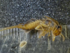 Leptophlebia