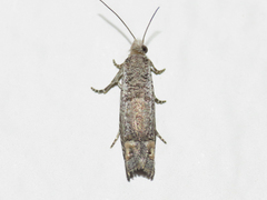 Eucosma subminimana
