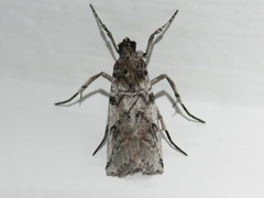 Ozamia fuscomaculella