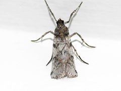 Ozamia fuscomaculella