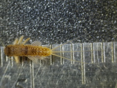 Leptophlebia