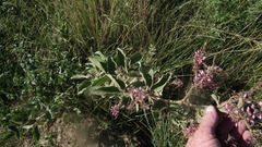 Pseudarthria hookeri hookeri